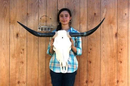 STEER SKULL AND 3&#039; 3&#034; LONG HORNS COW LONGHORNS H7488