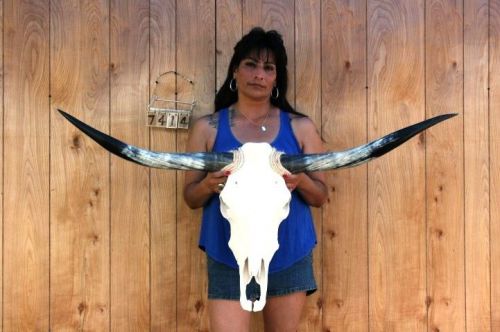Steer skull long horns 4&#039; 1&#034; cow bull skulls horn h7414 for sale