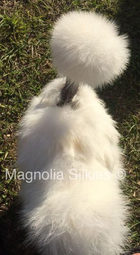 12 White Naked-Neck/Showgirl Silkie Hatching Eggs - Show/Breeder Quality Stock