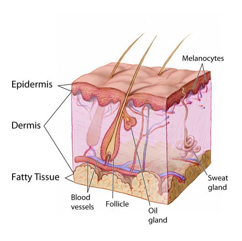 The Skin Dermatology * Anatomy Poster * Anatomical Chart Company