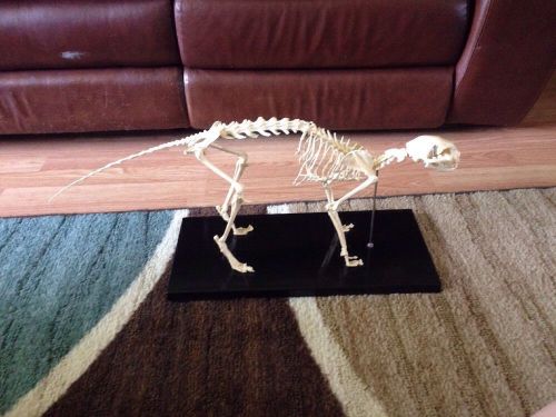 Feline Cat Skeletal Anatomy Veterinary Model
