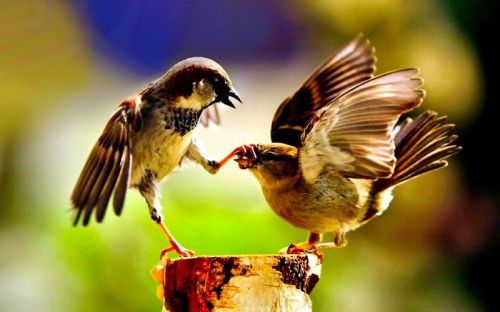 Beautiful Sparrow Fighting Photo 2960x1850 px, Unframed, Via Email Only