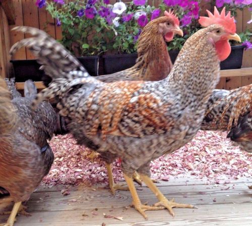 GERMAN BIELEFELDER CANADIAN LINE ( 6 ) HATCHING EGGS 100% PURE TYPE