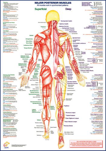 Muscle Anatomy A2 size Poster - Posterior View – Picture 1