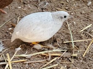 BUTTON QUAIL HATCHING EGGS 12 plus