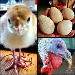 12+ Bourbon Red Fertile Hatching Turkey Eggs