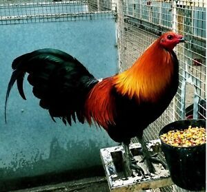 6  ****Real**** Mel Sims Brownred Gamefowl Hatching Eggs