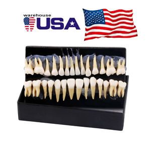 USA Dental 1:1 Demostracin de Dientes Permanentes Ensear Modelo de Estu