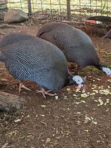 6 hatching eggs pearl guinea fowl