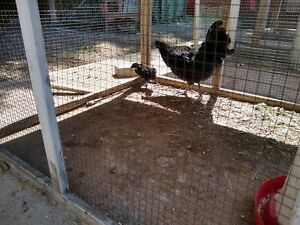 6 ayam cemani eggs