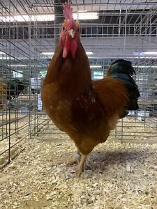 6 Bantam New Hampshire Chicken Hatching Eggs