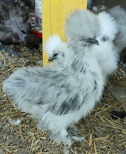 Silkies and showgirl fertile hatching eggs. 6 eggs