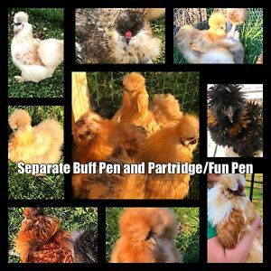 12+ Silkie Hatching Eggs colors: paint, buff, blue, splash, black and partridge