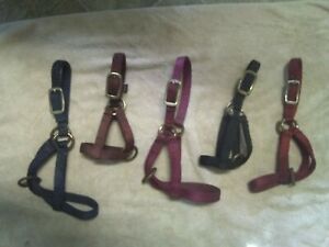 Livestock Halters, Adjustable Thick Web, 5 Halters, Gently Used, *Various Sizes*