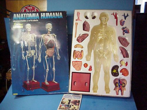 Serima Spain - 1/3 HUMAN ANATOMY MODEL - ANATOMIA HUMANA - LARGE 23&#034; TALL !!!