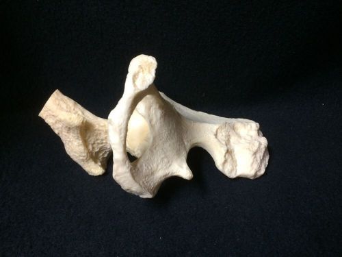 Hip Bone Anatomical Teaching Model without base