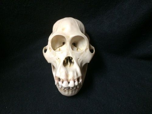 SOMSO ZoS 52/1 Skull of Orang-Utan Skull Anatomical Model Orangutan ZoS52/1