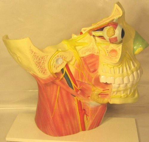 Brain nerves in head neck anatomy anatomical model New