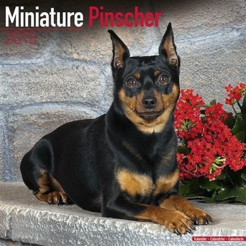 NEW 2015 Miniature Pinscher Wall Calendar by Avonside- Free Priority Shipping!