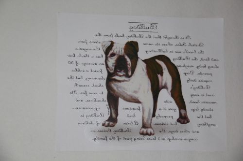 Package of 100 Full Color Heat Transfers Bulldog New in Package