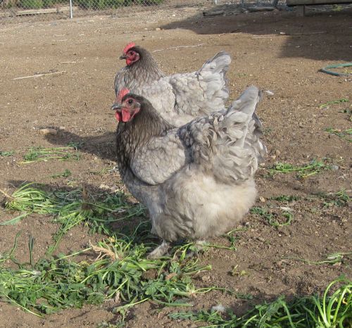 6+ extra.Blue Orpington mix Chicken hatching eggs for sale!