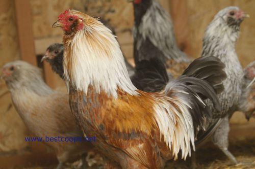 6+ Ameraucana Bantam Chicken Hatching Eggs