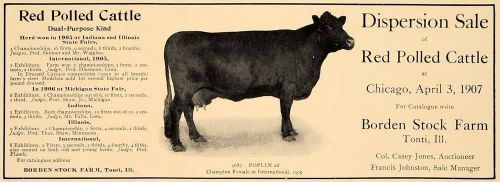1907 ad red polled cattle borden stock farm casey jones - original cl4 for sale