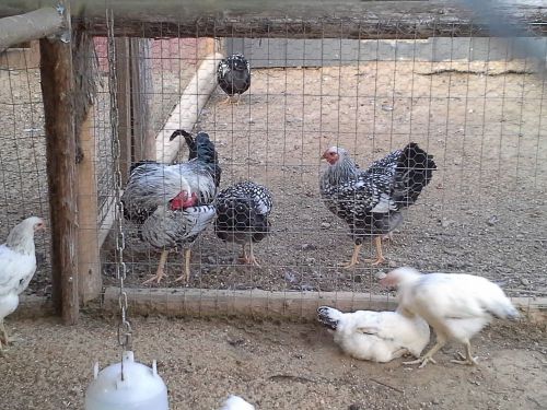 *10+ (NPIP) SILVER LACED WYANDOTTE HATCHING EGGS (NPIP)