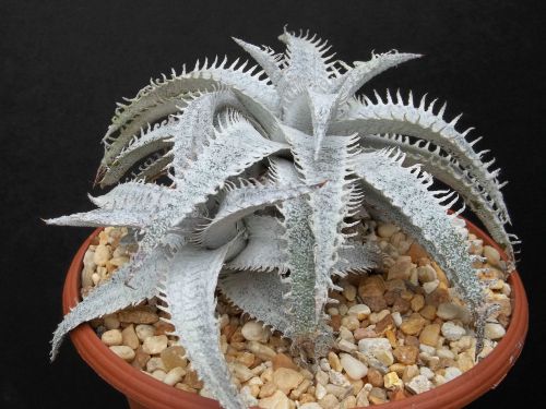 Fresh Rare Dyckia Marnier Lapostollei (5 Seeds)  Succulent Cactus, WOW!!!!!!