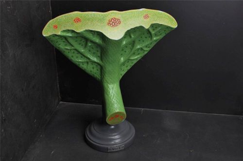 Vintage old school biology~science~botanical model~crosssection leaf~welch~plant for sale
