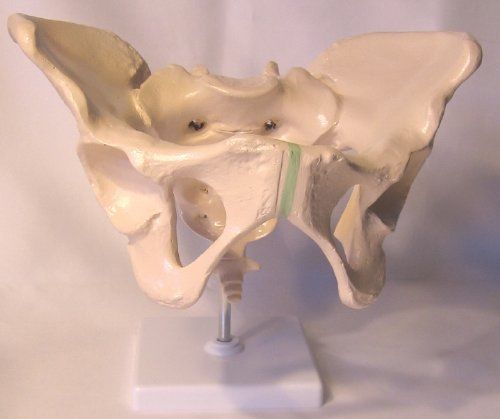 Female Pelvis Anatomical Model  Life Size