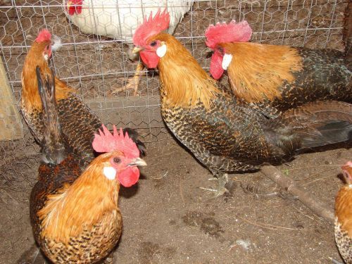 11 + Campine Fertile Chicken Hatching Eggs