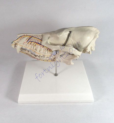 Canine animal dog half skull tooth nerve arteriovenous Veterinary Anatomy model