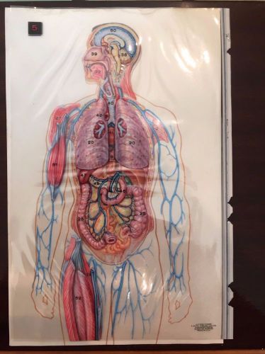 Vintage - The Human Body in Anatomical Transparencies
