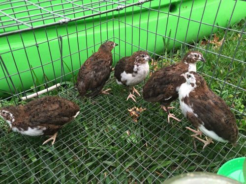 16 Beautiful Assorted Coturnix Quail Eggs Shipped In FOAM! For Hatching