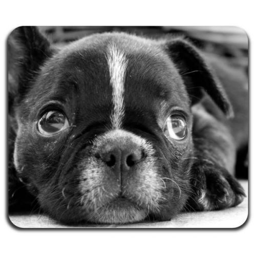 New! French Bulldog Puppy Dog Cute Pet Animal Lovers Computer Mouse Pad Washable