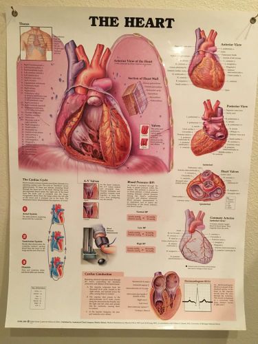 The Heart Anatomical Wall Chart Laminated Reinforced Eyelets (20&#034; x 26&#034;)
