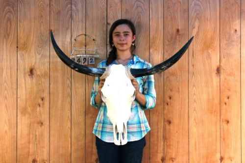 Steer skull and 2&#039; 11&#034; long horns cow longhorns h7492 for sale