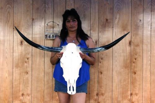 Steer skull long horns 3&#039; 9&#034; cow bull skulls horn h7406 for sale