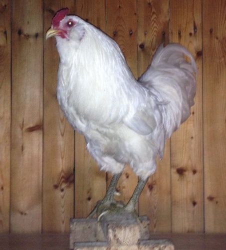 ICE WHITE Ameraucana ( 6 ) Hatching Eggs Mint Green, 100% pure Ice White Color