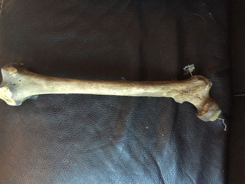 Halloween-Anatomy-right femur