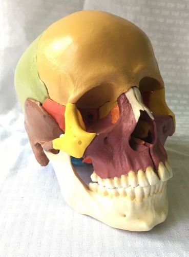 SOMSO 14-Piece Model of the Human Skull, Anatomical, Color Coded, Plastic