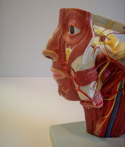Head Muscle Dissection Anatomy Medical Model
