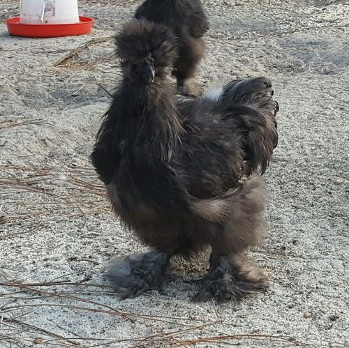 silkie hatching eggs Black, Splash, Partridge 10+ Champion