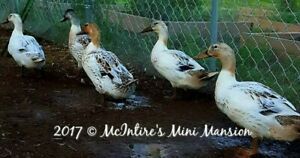 12+ Welsh Harlequin Fertile duck hatching eggs