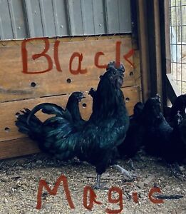 6 Rare, Pure Black, (FLF Origin) Ayam Cemani Fertilized Hatching Eggs