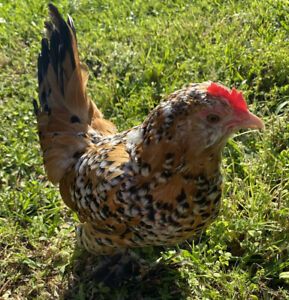 12+ Beautiful! Mille Fleur D&#039;uccle Bantam Fresh and Fertile Hatching Eggs