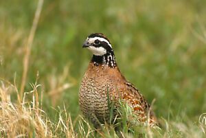 Bobwhite Quail fertile hatching eggs 20+