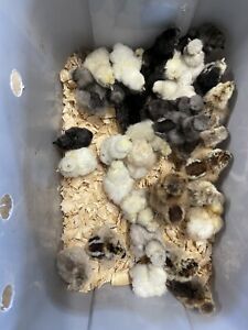 12+ Silkie fertilized hatching chicken eggs, possible Satin and/or Frizzle