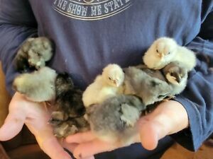  RARE BREEDS variety mix hatching eggs (8)